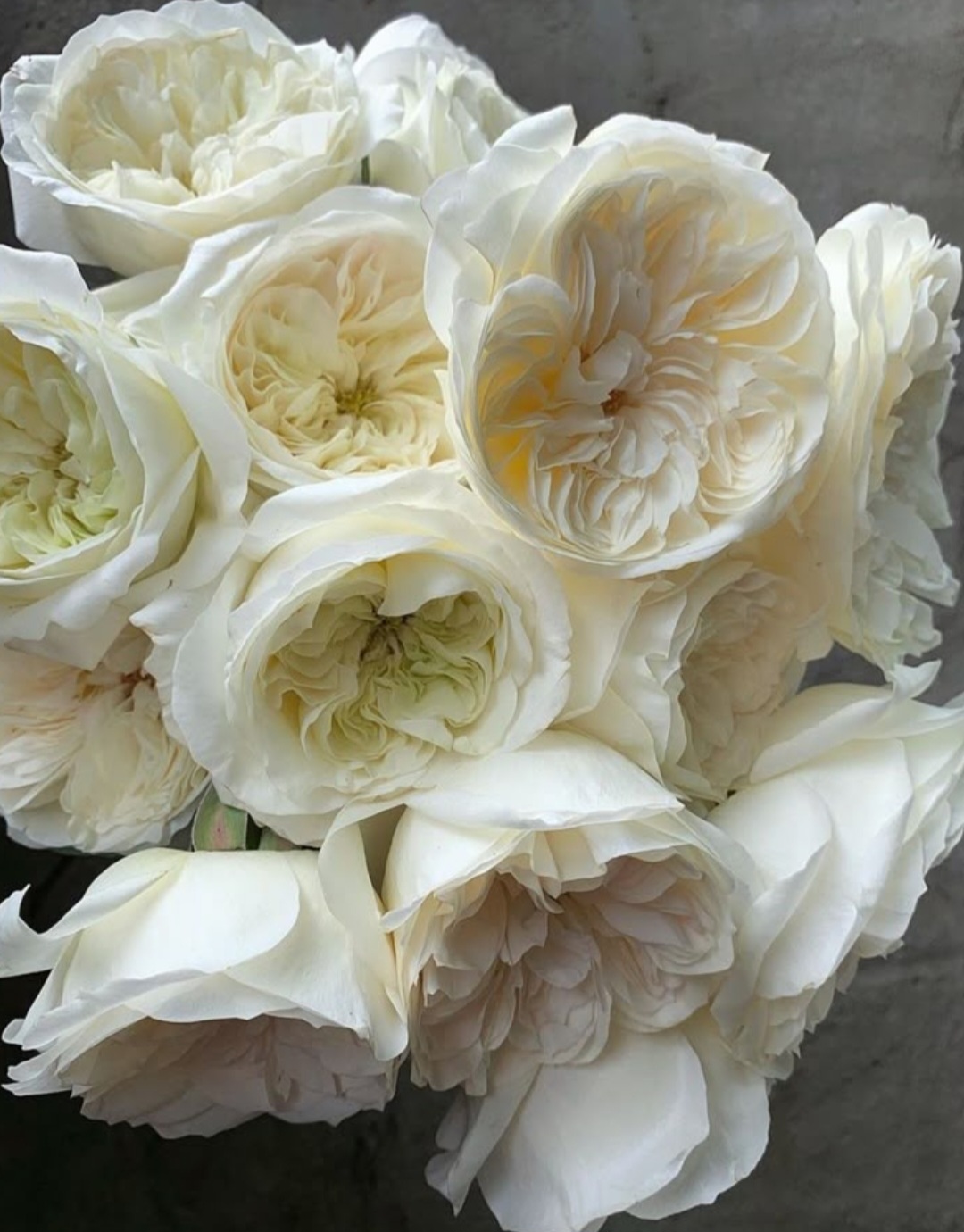 Garden Rose Reverie - Image 2
