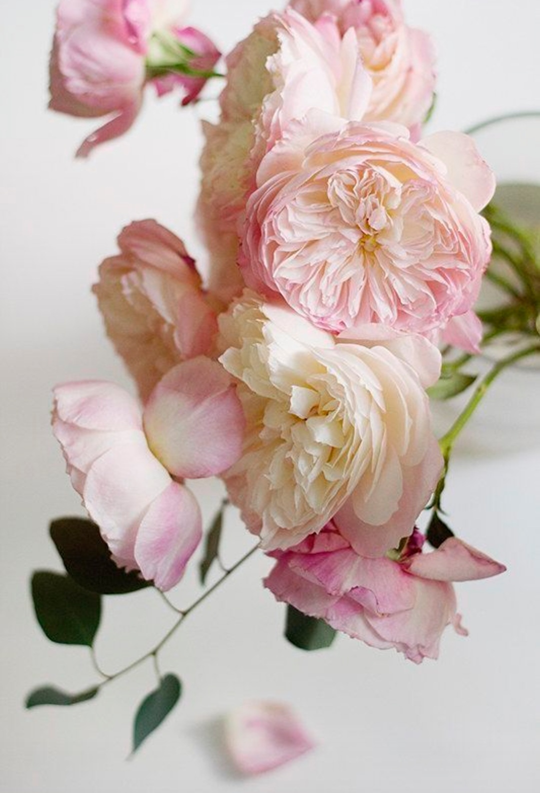 Garden Rose Reverie - Image 5