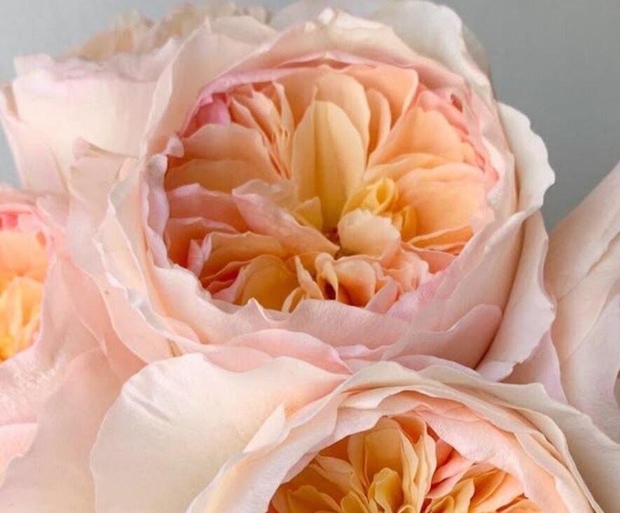 Garden Rose Reverie - Image 3